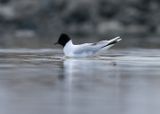 Little Gull / Dvärgmås (Hydrocoloeus minutus)