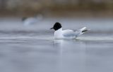 Little Gull / Dvärgmås (Hydrocoloeus minutus)
