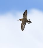 Ruff / Brushane (Calidris pugnax)