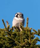 Northern Hawk Owl / Hökuggla (Surnia ulula)
