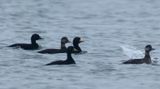 Black Scoter / Amerikansk sjöorre (Melanitta americana)
