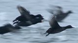 Black Scoter / Amerikansk sjöorre (Melanitta americana)