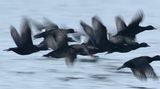 Black Scoter / Amerikansk sjöorre (Melanitta americana)