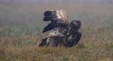 Zeearend (White-tailed Eagle)
