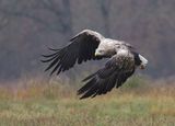 Zeearend (White-tailed Eagle)