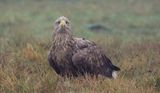 Zeearend (White-tailed Eagle)