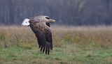 Zeearend (White-tailed Eagle)