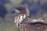 Zeearend (White-tailed Eagle)