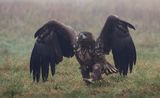 Zeearend (White-tailed Eagle)