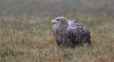 Zeearend (White-tailed Eagle)