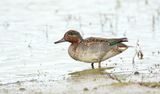 Wintertaling (Eurasian Teal)