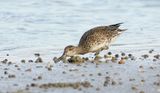 Wintertaling (Eurasian Teal)