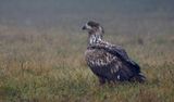 Zeearend (White-tailed Eagle)