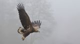 Zeearend (White-tailed Eagle)