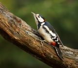 Grote Bonte Specht (Great Spotted Woodpecker)