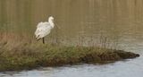 Lepelaar (Eurasian Spoonbill)