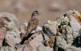 Bruinkeelortolaan (Cretzschmars Bunting)