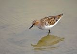 Kleine Strandloper (Little Stint)