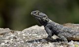 Hardoen (Starred Agama)