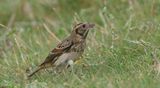 IJsgors (Lapland Longspur)