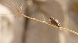 Grauwe Vliegenvanger (Spotted Flycatcher)