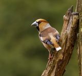 Appelvink (Hawfinch)