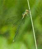 Tengere Pantserjuffer (Lestes virens) - Small emerald spreadwing