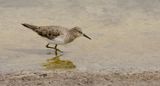 Temmincks Strandloper (Temmincks Stint)