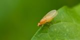 Lauxaniidae spec.