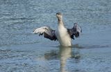 Roodkeelduiker (Red-throated Diver)