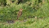 Dwerggors (Little Bunting)