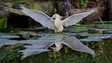 Ralreiger (Squacco Heron)