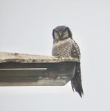 Sperweruil (Northern Hawk-Owl)