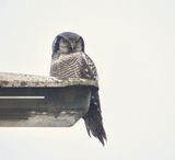 Sperweruil (Northern Hawk-Owl)