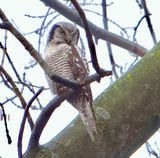 Sperweruil (Northern Hawk-Owl)