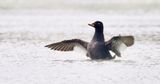 Grote Zee-eend (Velvet Scoter)