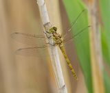 Zuidelijke Heidelibel (Sympetrum meridionale) - Southern Darter