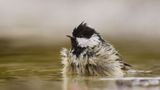Zwarte Mees (Coal Tit)