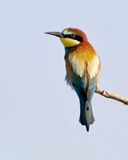 Bijeneter (European Bee-eater)