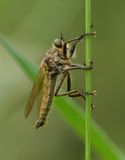 Roodbaardroofvlieg (Eutolmus rufibarbis) 