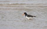 Scholekster (Eurasian Oystercatcher)