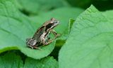 Bruine Kikker (Common Frog)