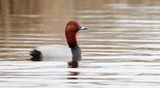 Tafeleend (Common Pochard)