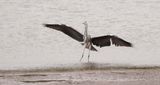 Blauwe Reiger (Grey Heron)