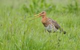 Grutto (Black-tailed Godwit)