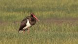 Zwarte Ooievaar (Black Stork)