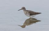 Bosruiter (Wood Sandpiper)