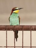 Bijeneter (European Bee-eater)