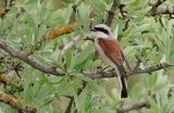 Grauwe Klauwier (Red-backed Shrike) 
