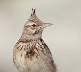 Kuifleeuwerik (Crested Lark)